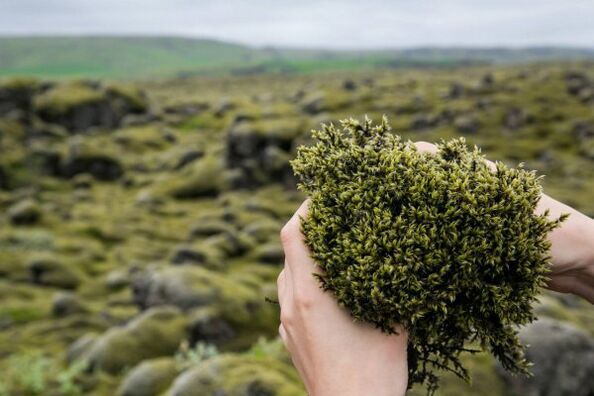Moss, found in gels and creams used for penis enlargement, improves blood circulation