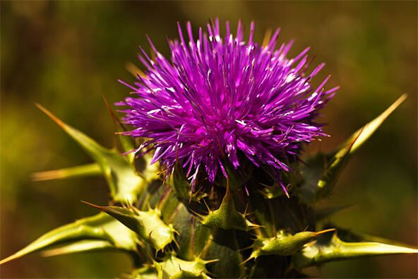 Thistle helps with a lack of male hormone in the body